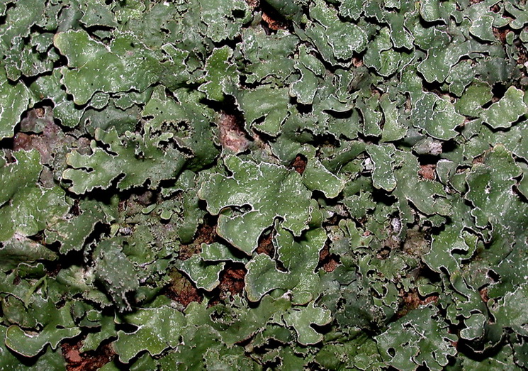 Licheni del Casentino